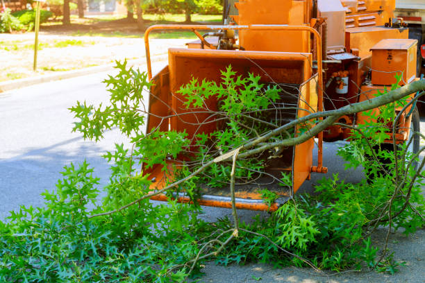 Professional Tree Service in Charleroi, PA